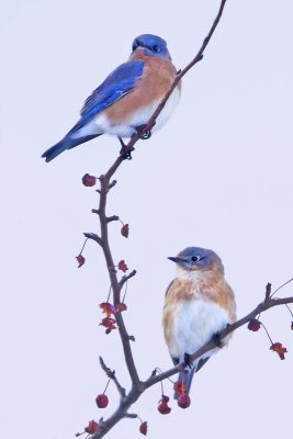 Bluebird pair in tree.jpg