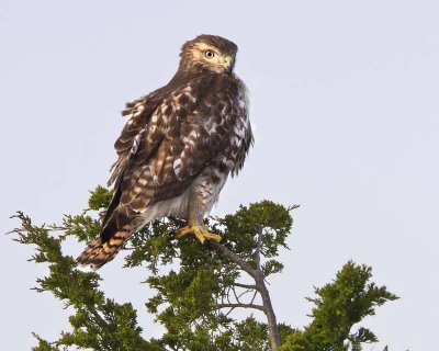 Juvenile Red-tailed Hawk.jpg