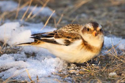 Snow Bunting.jpg