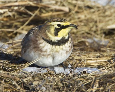 Horned Lark with bug.jpg