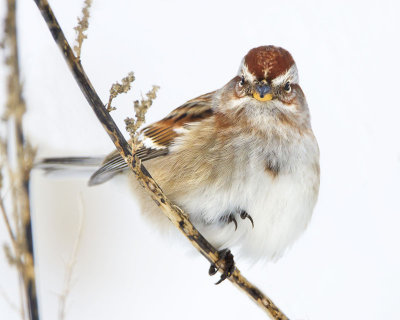 Tree Sparrow staring.jpg