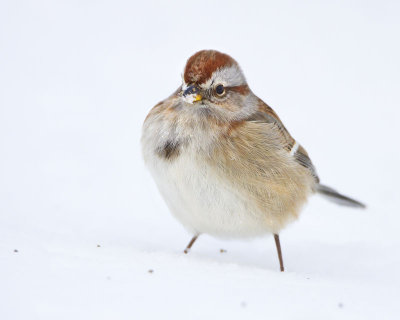 Tree Sparrow in snow.jpg