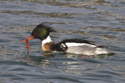 Red-breasted Merganser with fish.jpg