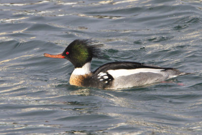 Red-breasted Merganser 3.jpg