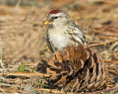 Common Redpoll and pine cone.jpg