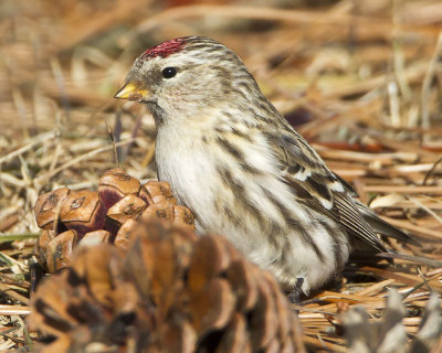 Common Redpoll and cone 2.jpg