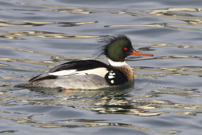 Red-breasted Merganser.jpg