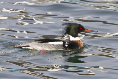 Red-breasted Merganser 2.jpg