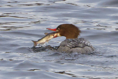 Common merg with fish 3.jpg