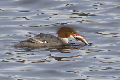 Common merg with fish 4.jpg