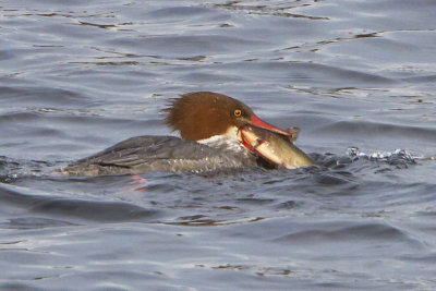 Common merganser with fish 5.jpg