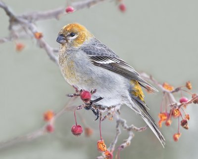 Pine Grosbeak posing.jpg