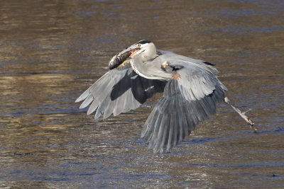 Great Blue Heron flying with catfish.jpg