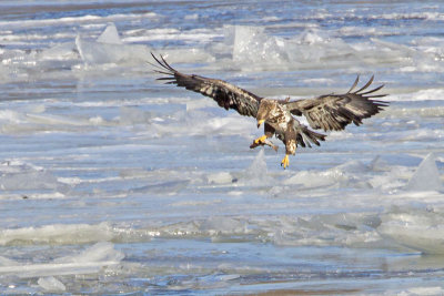 Juvenile Eagle landing on ice.jpg