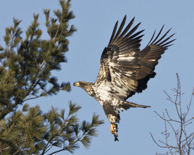 Juvenile Eagle about to land with fish.jpg