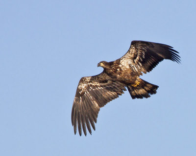 Juvenile Eagle soaring 2.jpg