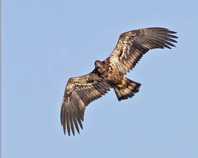 Juvenile Eagle soaring.jpg