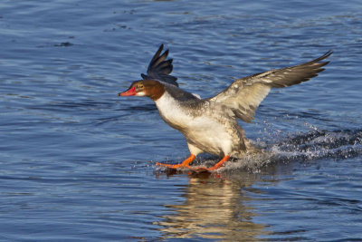 Female Common merganser landing.jpg