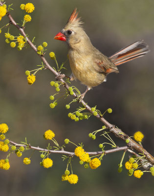 Female Cardinal.jpg