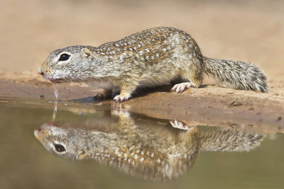 Mexican Ground Squirrel.jpg