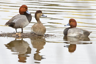 Redhead trio.jpg