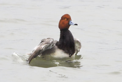 Redhead bathing.jpg