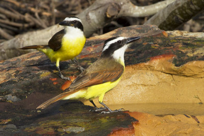 Kiskadees at bath.jpg