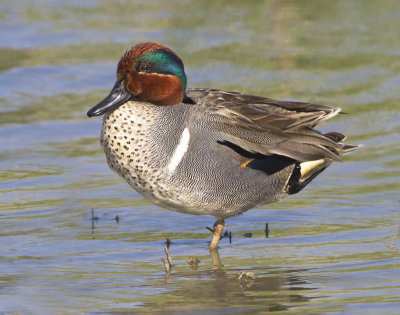 Green-winged Teal closer.jpg
