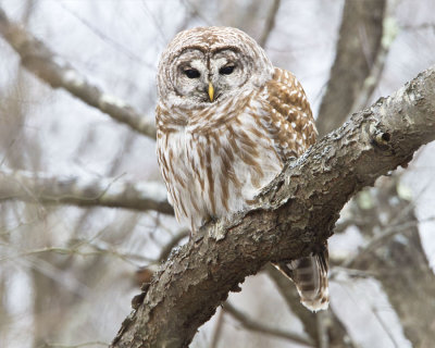 Barred Owl.jpg