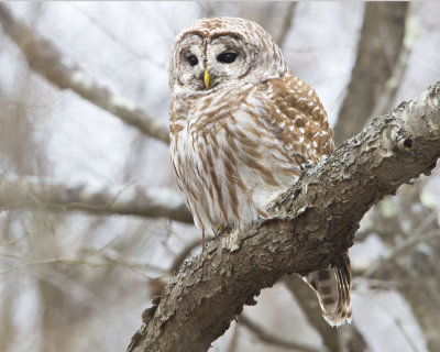 Barred Owl 2.jpg