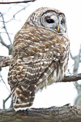 Barred Owl looking back.jpg