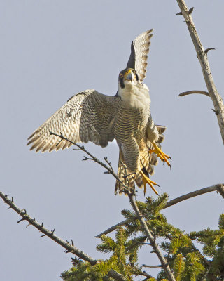 Peregrine Falcon taking off.jpg