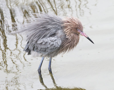 Reddish Egret fluffing 2.jpg