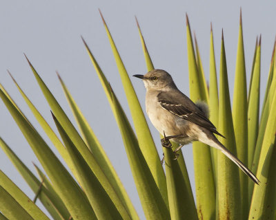 Mockingbird on Yucca.jpg