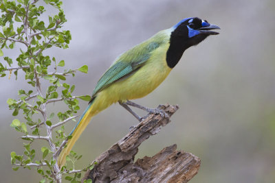 Green Jay.jpg