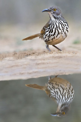 Long-billed Thrasher and reflection 2.jpg