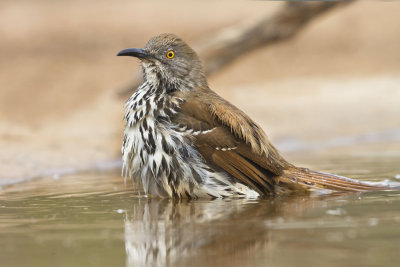 Long-billed Thrasher bathing.jpg