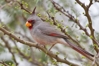 Pyrrhuloxia.jpg