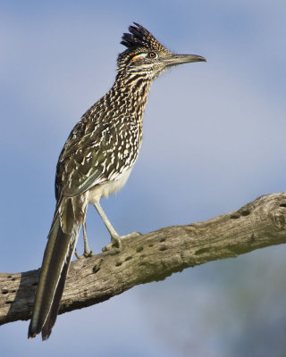 Road Runner.jpg