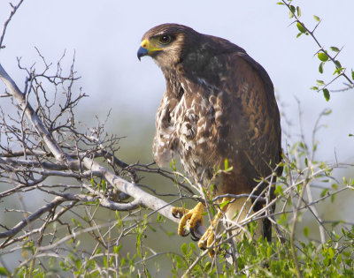 Harris's Hawk on tree.jpg