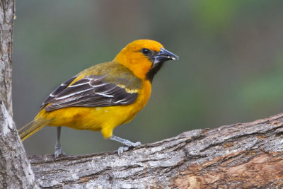 Altimira Oriole.jpg