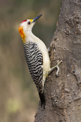 Golden-fronted Woodpecker.jpg