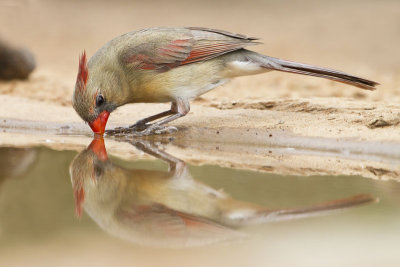 Female Cardinal drinking.jpg