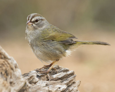 Olive-sided Sparrow.jpg