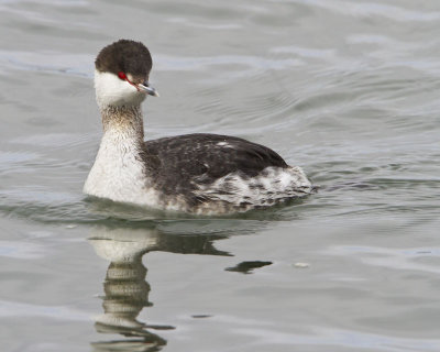 Horned Grebe.jpg