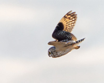 Short-eared diving.jpg