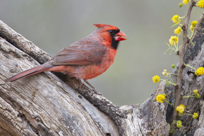Cardinal and yellow flowers.jpg