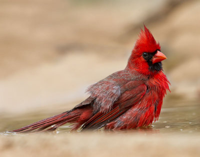Cardinal bathing 3.jpg