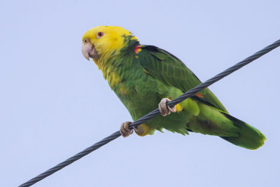 Yellow-headed Parrot.jpg