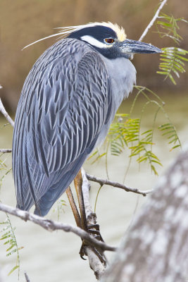 Yellow-crowned Night Heron.jpg